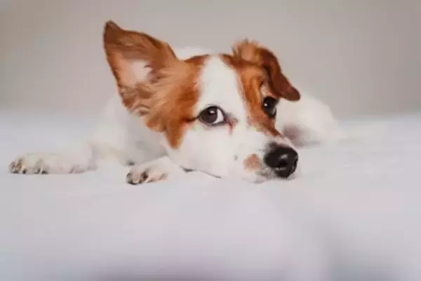 『耳が聞こえにくくなっている犬』がみせるサイン5選　聴力低下の原因や飼い主がすべき配慮まで