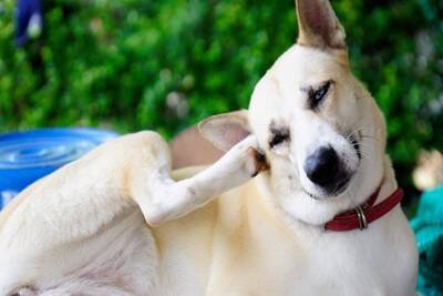 『耳が聞こえにくくなっている犬』がみせるサイン5選　聴力低下の原因や飼い主がすべき配慮まで