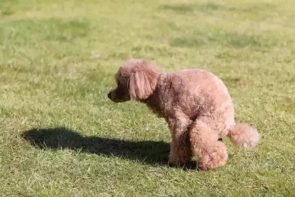 なぜ犬のウンチの『路上放置』がなくならないの？身勝手な行動がトラブルを引き起こすことも