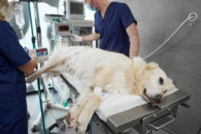 なぜ犬のウンチの『路上放置』がなくならないの？身勝手な行動がトラブルを引き起こすことも