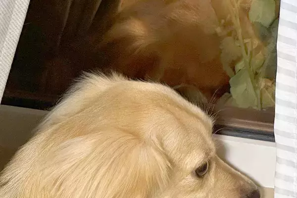 犬が『窓から外を眺めていた』ので、ふと様子を見てみたら…教えたことがない『想定外のポーズ』に1万いいね「モデルさんみたい」「可愛すぎる」