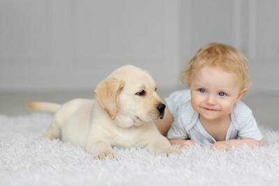 犬にも『赤ちゃんグッズ』を使っても大丈夫？代用できるベビー用品や安全に活用するコツまで