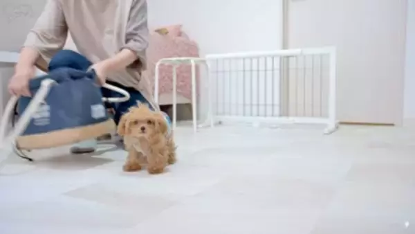 『ボサボサな赤ちゃん犬』をトリミングした結果…驚きの『ビフォーアフター』が54万再生「変わり方エグい」「可愛すぎたまらん」と悶絶の声