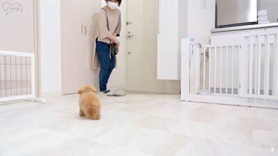 『ボサボサな赤ちゃん犬』をトリミングした結果…驚きの『ビフォーアフター』が54万再生「変わり方エグい」「可愛すぎたまらん」と悶絶の声