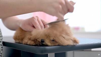 『ボサボサな赤ちゃん犬』をトリミングした結果…驚きの『ビフォーアフター』が54万再生「変わり方エグい」「可愛すぎたまらん」と悶絶の声