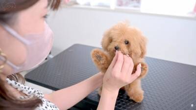 『ボサボサな赤ちゃん犬』をトリミングした結果…驚きの『ビフォーアフター』が54万再生「変わり方エグい」「可愛すぎたまらん」と悶絶の声