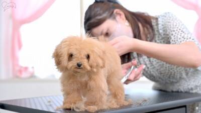 『ボサボサな赤ちゃん犬』をトリミングした結果…驚きの『ビフォーアフター』が54万再生「変わり方エグい」「可愛すぎたまらん」と悶絶の声