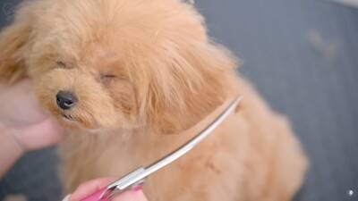 『ボサボサな赤ちゃん犬』をトリミングした結果…驚きの『ビフォーアフター』が54万再生「変わり方エグい」「可愛すぎたまらん」と悶絶の声