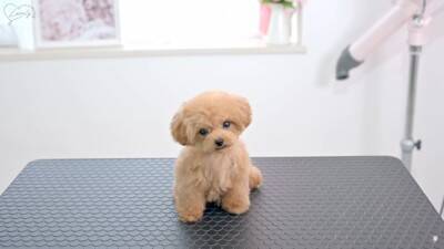 『ボサボサな赤ちゃん犬』をトリミングした結果…驚きの『ビフォーアフター』が54万再生「変わり方エグい」「可愛すぎたまらん」と悶絶の声