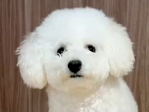 犬をトリミングに連れていった夫→『どんな感じになったか教えてね』とお願いしたら…想定外の『報告内容』が392万表示「ジワジワくる」と爆笑