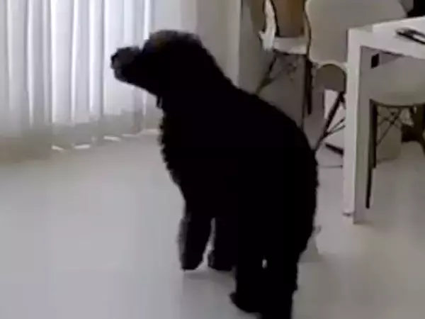 女性が交通事故で緊急入院→家に残された犬を病室から確認したら…涙が止まらない『まさかの光景』と『再会の瞬間』が139万再生「究極の愛」