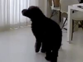 女性が交通事故で緊急入院→家に残された犬を病室から確認したら…涙が止まらない『まさかの光景』と『再会の瞬間』が139万再生「究極の愛」