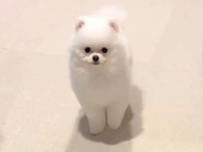 小さな子犬に『オスワリ』と指示してみた結果→まさかの『下手すぎる光景』があまりにも可愛いと16万再生「クセ強めで草」「すすすーっとｗ」