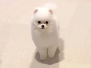 小さな子犬に『オスワリ』と指示してみた結果→まさかの『下手すぎる光景』があまりにも可愛いと16万再生「クセ強めで草」「すすすーっとｗ」