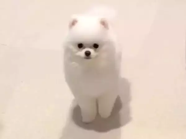 小さな子犬に『オスワリ』と指示してみた結果→まさかの『下手すぎる光景』があまりにも可愛いと16万再生「クセ強めで草」「すすすーっとｗ」