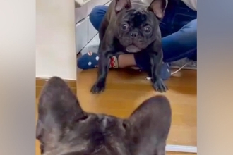 犬が初めて『鏡で自分の姿を見た』結果→思った以上に驚いて…まさかのリアクションが21万再生「吠え方がアバアバｗｗｗ」「可愛すぎるｗ」