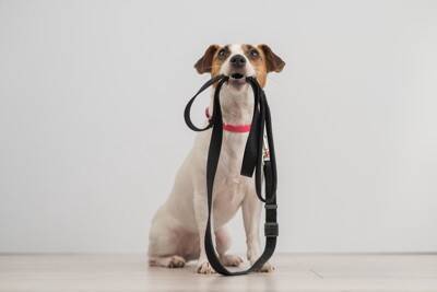 犬を『期待』させてしまう飼い主のタブー行為4つ　愛犬をがっかりさせる行動まで