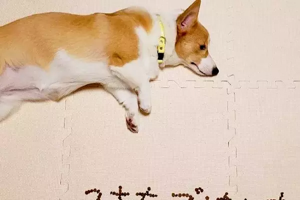 ご飯を食べない犬→心配した娘が『一工夫』してくれて…愛情が詰まった『フード文字』に感動の声「泣けてくる」「なんて優しい娘さんなの…」