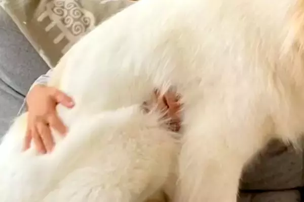 まだ子犬の感覚が抜けない『超大型犬』→無理やり膝の上に乗ってきて…自分の大きさを理解していない光景が87万再生「永遠の子供」「幸せすぎ」