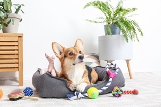 犬が夢中になる『おもちゃ』の特徴5つ　愛犬が好みやすい玩具の共通点まで