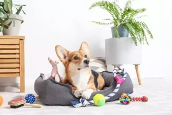 犬が夢中になる『おもちゃ』の特徴5つ　愛犬が好みやすい玩具の共通点まで