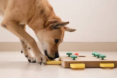 犬が夢中になる『おもちゃ』の特徴5つ　愛犬が好みやすい玩具の共通点まで