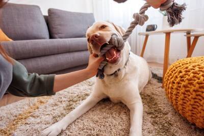 犬が夢中になる『おもちゃ』の特徴5つ　愛犬が好みやすい玩具の共通点まで