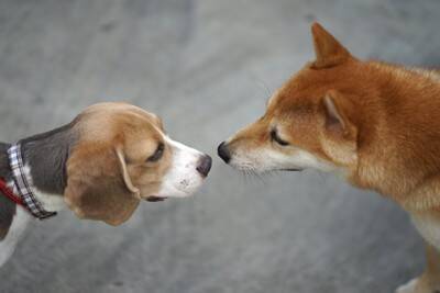 他人の犬にやってはいけない『絶対NG行為』５選　事故やトラブルを未然に防ぐために飼い主がすべきことまで