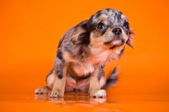 犬が『不安になっている』ときにする行動5つ　愛犬を落ち着かせるために飼い主にできることはあるの？
