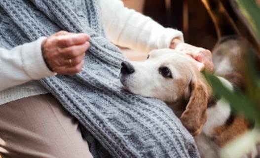 人が犬と暮らすと「最高の認知症予防」になる？研究から見えてきた『犬との生活が脳に良い理由』を獣医が解説