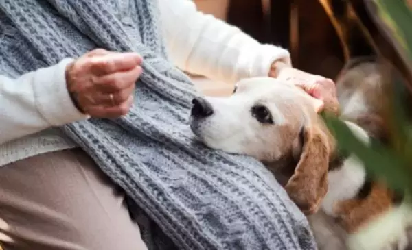 人が犬と暮らすと「最高の認知症予防」になる？研究から見えてきた『犬との生活が脳に良い理由』を獣医が解説