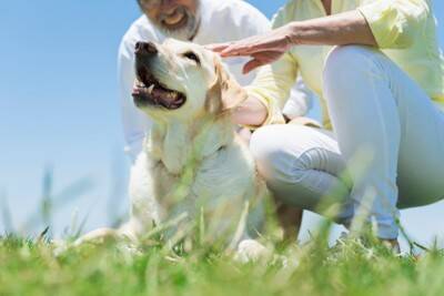 人が犬と暮らすと「最高の認知症予防」になる？研究から見えてきた『犬との生活が脳に良い理由』を獣医が解説