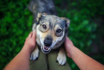 犬が『スキンシップ』を取りたがっているサイン5つ　愛犬がアピールしてきたときにすべき対応とは？