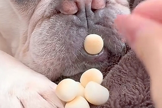 寝ている犬の前に『おやつを置いてみた』結果→起きないので『口の中』に入れると…まさかの表情と気付いた瞬間が49万再生「笑わずに見れないｗ」