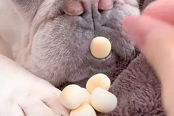 寝ている犬の前に『おやつを置いてみた』結果→起きないので『口の中』に入れると…まさかの表情と気付いた瞬間が49万再生「笑わずに見れないｗ」