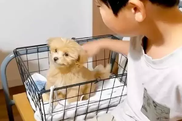 『大きくならない』と言われて飼った子犬→『このまま小さく育つ』と思ったら、1年後…予想外だった『現在』が24万再生「可愛い」「愛の重み」