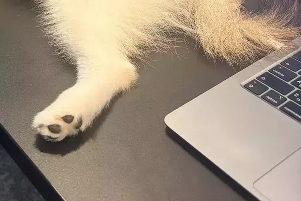 犬と一緒に会社へ出勤→ふと『デスクの上』を見てみると…もはや仕事にならない『まさかの態度』に1万いいね「けしからん」「モフモフしたい…」