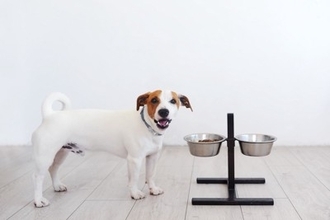 犬の『ご飯を置きっぱなし』が危険なワケ4つ　置き餌によるデメリットまで解説