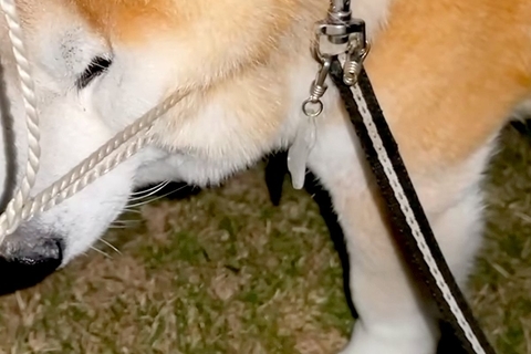 草むらに夢中になりすぎて『ゴールネット』に絡まった犬→絶対に野生では生きていけない光景が32万再生「思った以上で草」「困った表情が最高」