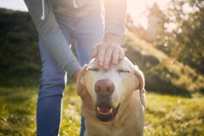 犬にも『イヤイヤ期』があるの？反抗的な態度をみせる理由や飼い主がとるべき対応まで
