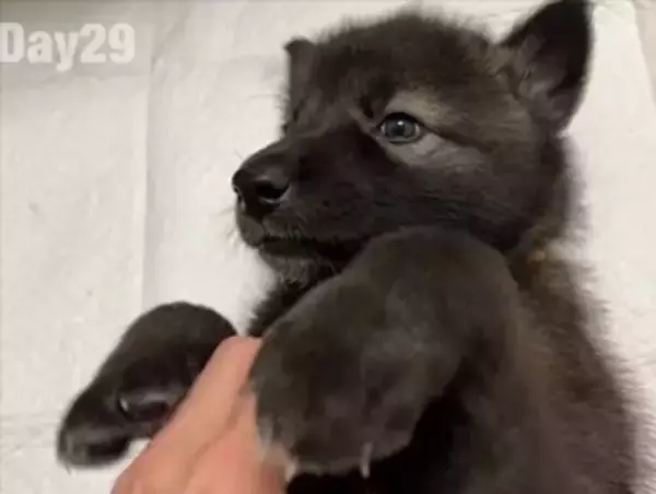 『ぬいぐるみのようだった赤ちゃん犬が…』1年後→カッコよすぎる『衝撃的な姿』に13万いいね「凛々しさに圧倒」「すごい進化」と称賛続々