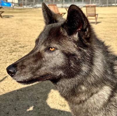 『ぬいぐるみのようだった赤ちゃん犬が…』1年後→カッコよすぎる『衝撃的な姿』に13万いいね「凛々しさに圧倒」「すごい進化」と称賛続々