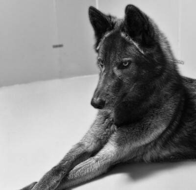 『ぬいぐるみのようだった赤ちゃん犬が…』1年後→カッコよすぎる『衝撃的な姿』に13万いいね「凛々しさに圧倒」「すごい進化」と称賛続々