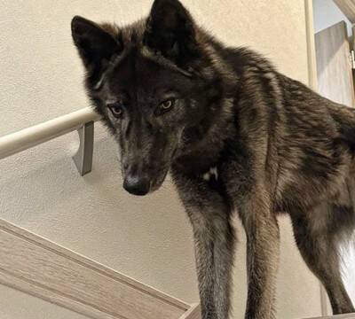 『ぬいぐるみのようだった赤ちゃん犬が…』1年後→カッコよすぎる『衝撃的な姿』に13万いいね「凛々しさに圧倒」「すごい進化」と称賛続々