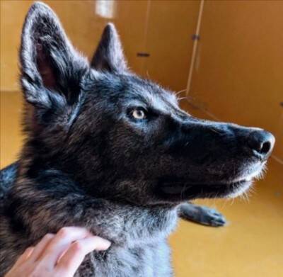 『ぬいぐるみのようだった赤ちゃん犬が…』1年後→カッコよすぎる『衝撃的な姿』に13万いいね「凛々しさに圧倒」「すごい進化」と称賛続々