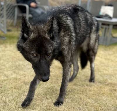 『ぬいぐるみのようだった赤ちゃん犬が…』1年後→カッコよすぎる『衝撃的な姿』に13万いいね「凛々しさに圧倒」「すごい進化」と称賛続々