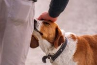 犬から『好印象を持たれる人』に共通する特徴4つ　懐いてもらうための心得や接し方のコツまで