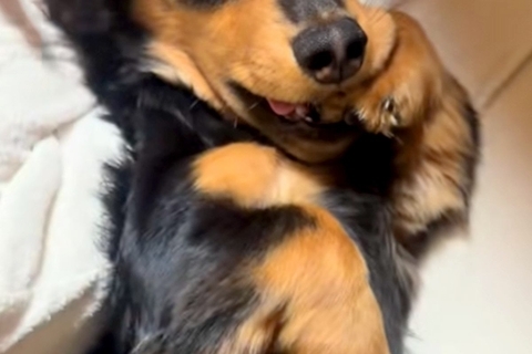 おばあちゃんに撫でてもらう犬→まるで孫のようで…甘えん坊全開な『可愛すぎる光景』が4万再生「上目遣いがキュート」「お手々くわえてるｗ」