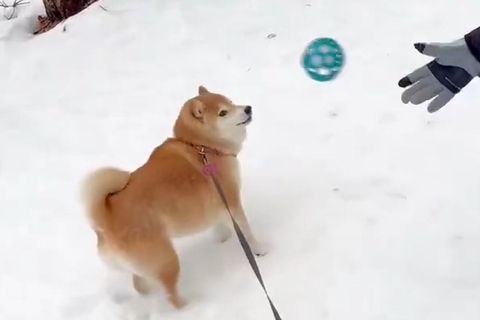 犬にボールを投げた結果→『喜んで遊ぶかな』と思ったら…コントのような『まさかの反応』に7万いいね「初めて見たｗ」「ツンデレで草」と爆笑