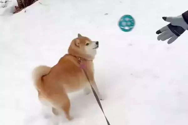 犬にボールを投げた結果→『喜んで遊ぶかな』と思ったら…コントのような『まさかの反応』に7万いいね「初めて見たｗ」「ツンデレで草」と爆笑